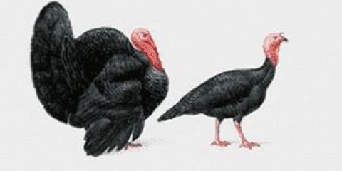 Najveća ćurka: koja je pasmina najveća i koju je bolje uzgajati kod kuće